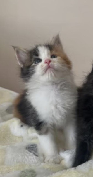 Does anyone want to help me name my new kitten?