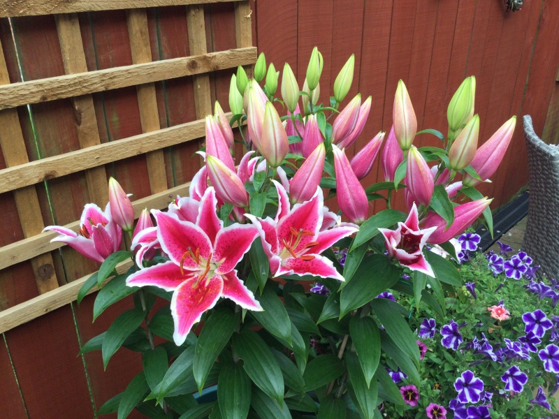 Lilies?