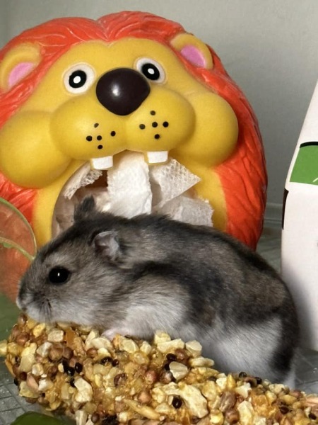 What's your pet doing right now?