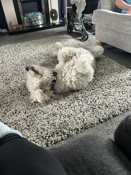 What's your pet doing right now?