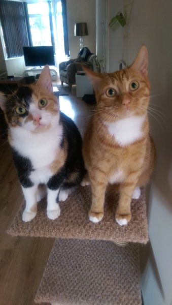 Cancer Support Thread 89 - the best thread that no one wants to be on.