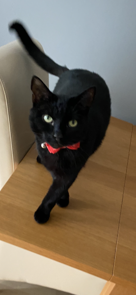 Further Adventures of the Excellent Cats