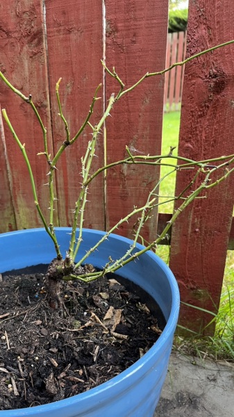 Can this rose be saved?