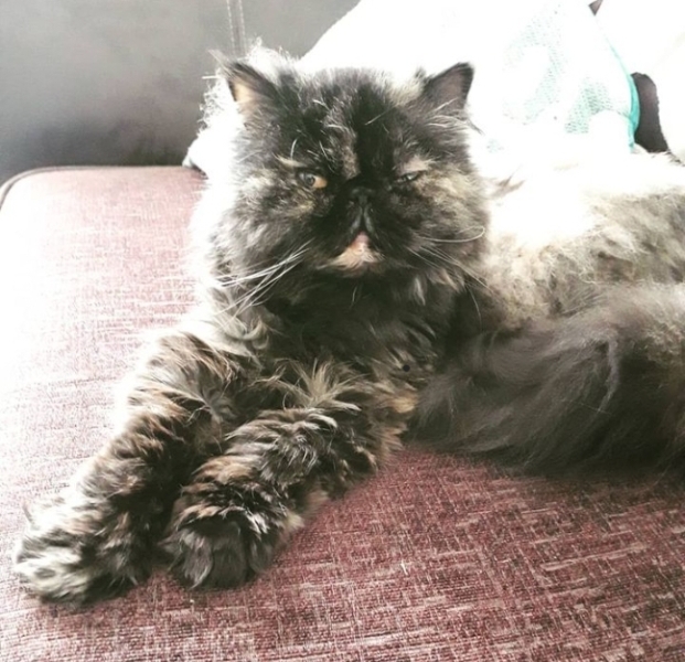 Adopting a Persian