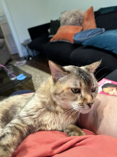 What's your pet doing right now?