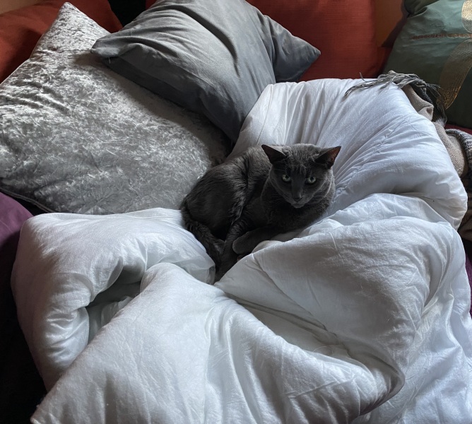 A thread for older cats 10+