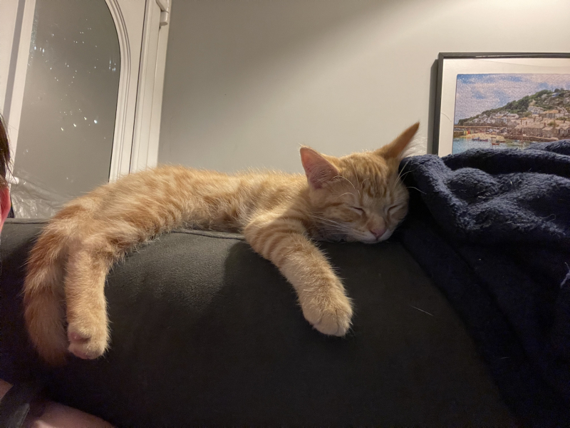 Further Adventures of the Excellent Cats
