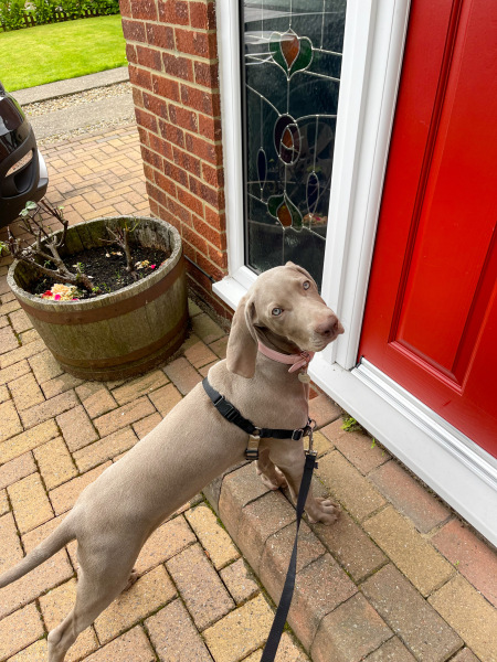 Puppy survival thread part 2
