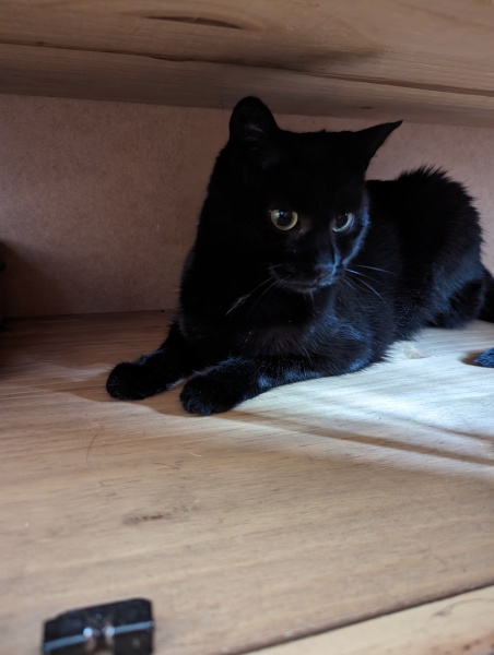 Further Adventures of the Excellent Cats