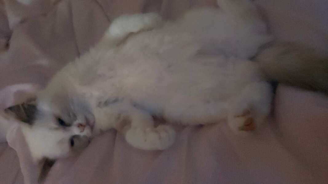 Ragdolls