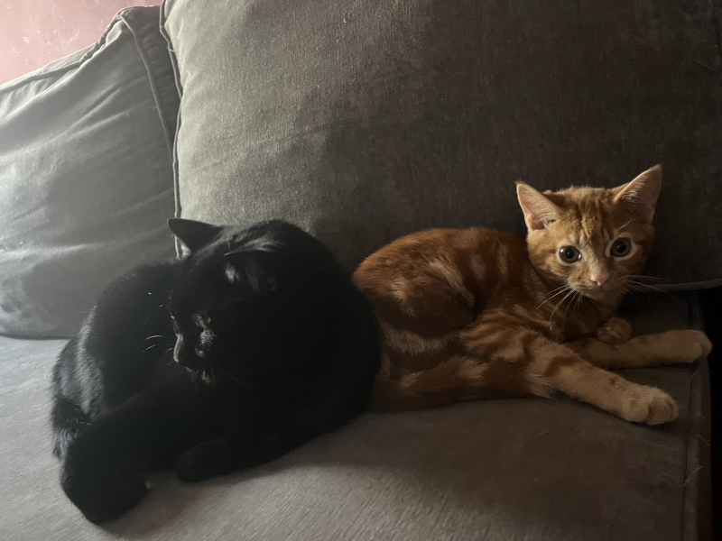 How long should I restrict kitten to one room?