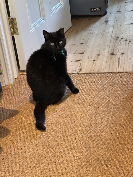 Possible stray?