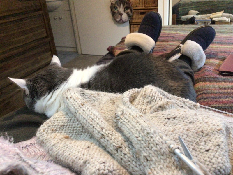 What's your pet doing right now?
