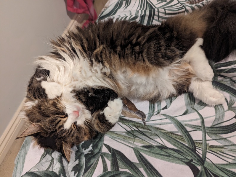 Giant hairballs