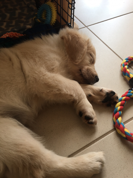 Puppy survival thread part 2