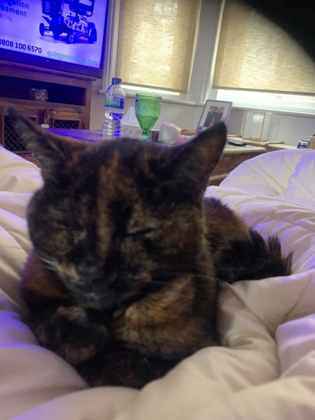 A thread for older cats 10+
