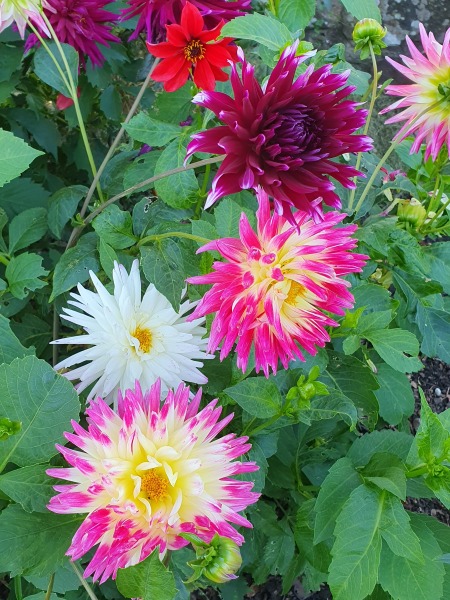 What have you done in the garden today? Part 3
