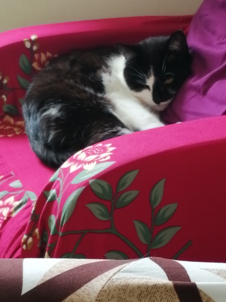 A thread for older cats 10+