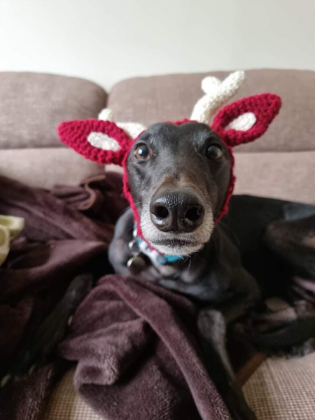 Greyhound Appreciation