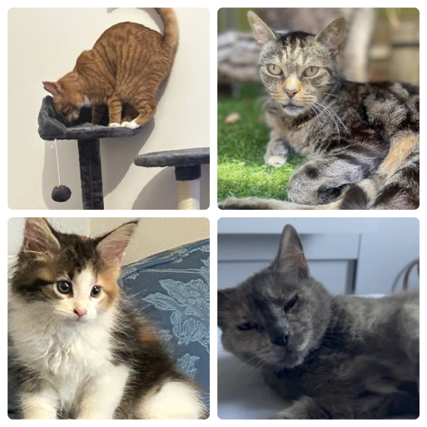 A Very Great Quantity Of Excellent Cats