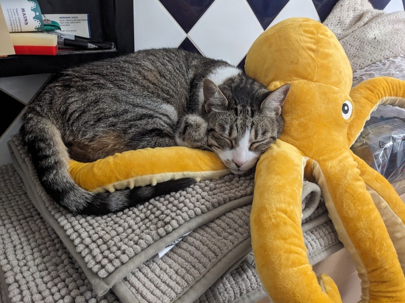 A Very Great Quantity Of Excellent Cats