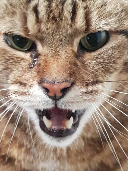 I absolutely LOVE cats
