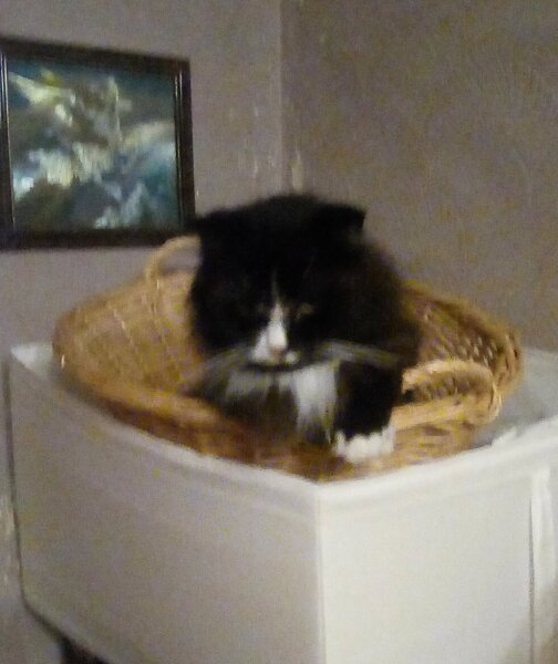What's your pet doing right now?