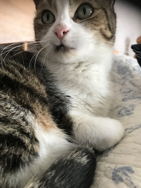 Cats tooth issue
