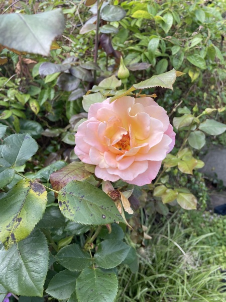 Rose identification