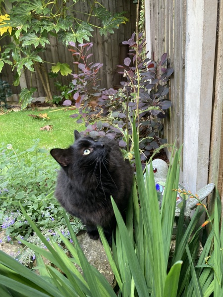 A Very Great Quantity Of Excellent Cats