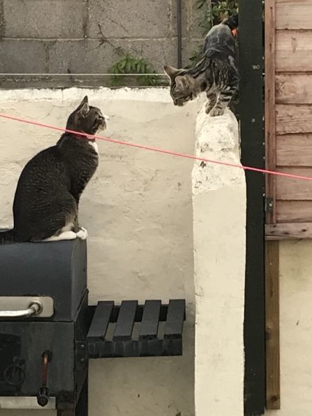 Neighbourhood cats?