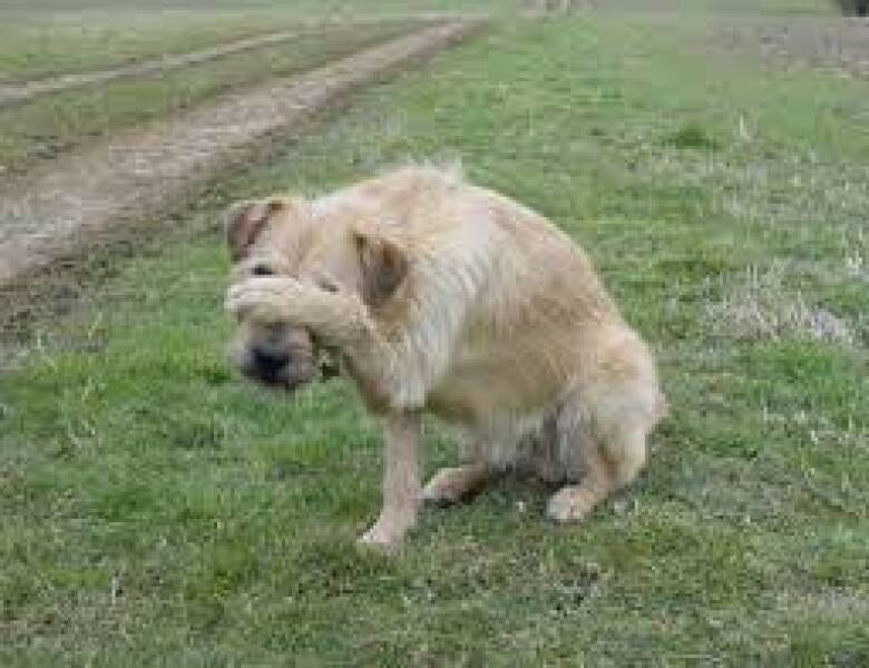 Timmy will be played by a border collie. Wrong. Just so wrong.