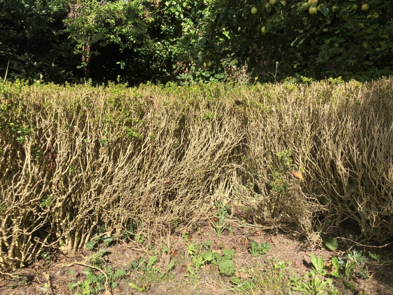 Box hedge