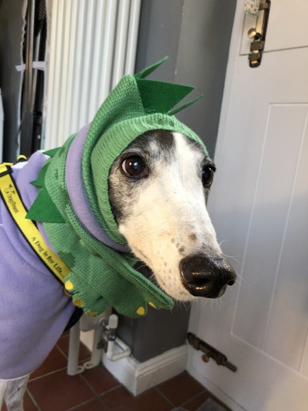 Greyhound Appreciation