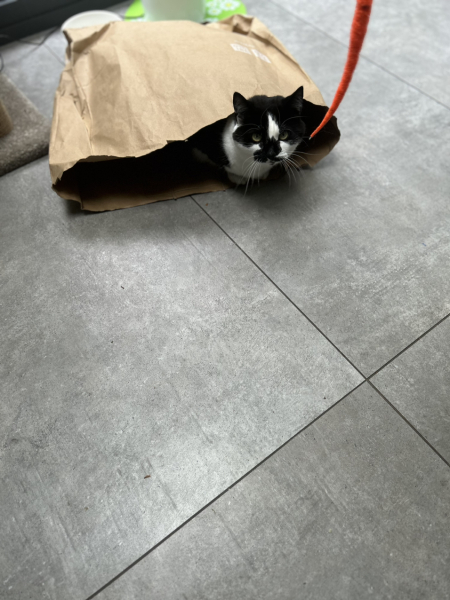 Cat has hurt the postman - help!