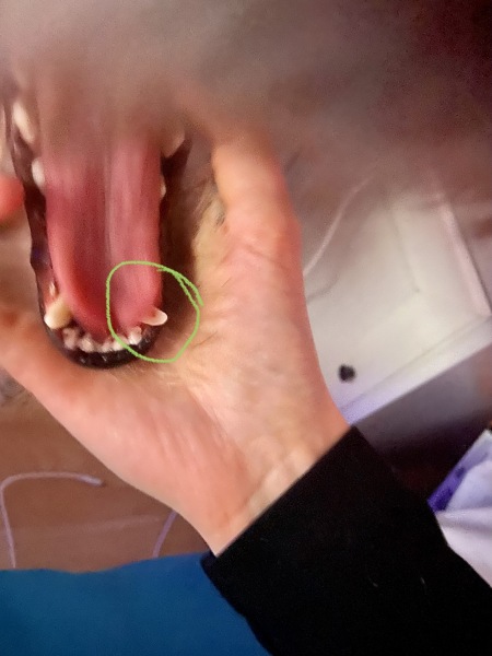 Dental Cleaning under Anaesthetic