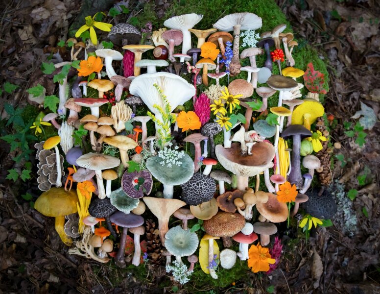 The mushroom poisoning in Vic.... I am gripped