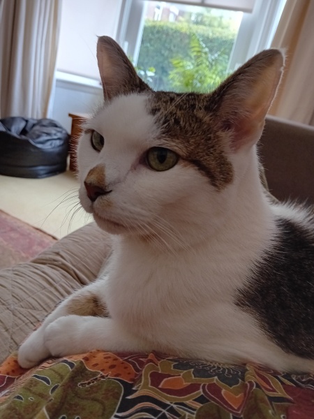 What's your pet doing right now?