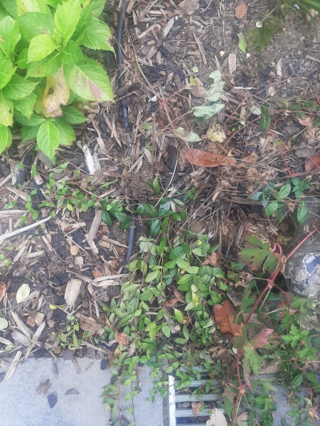 What's the plant you regret putting in?
