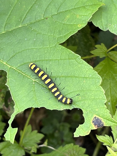 Can anyone identify this caterpillar?