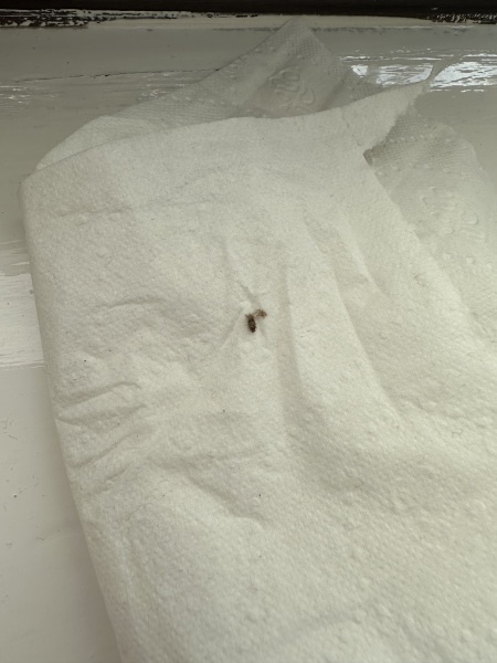 Evidence of Bed bugs needed