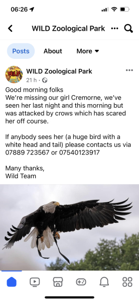 Fucking parrots in the morning omg