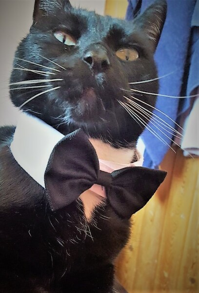 Further Adventures of the Excellent Cats