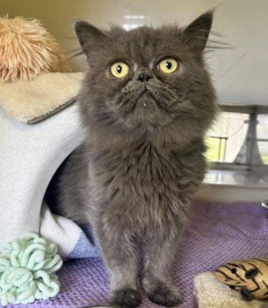 Adopting a Persian