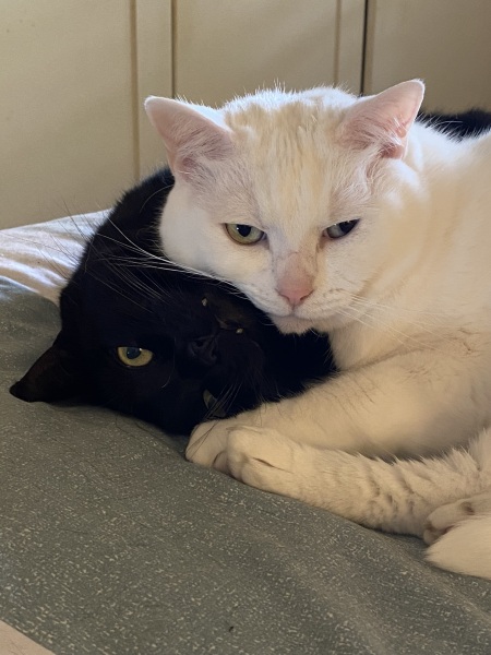 Cancer Support Thread 89 - the best thread that no one wants to be on.