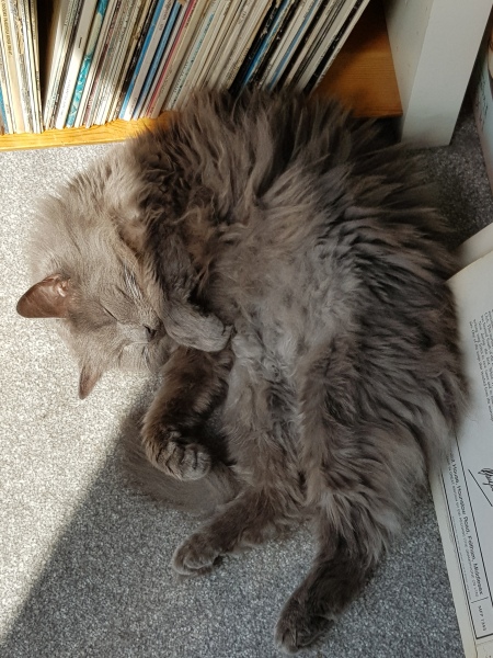 Further Adventures of the Excellent Cats