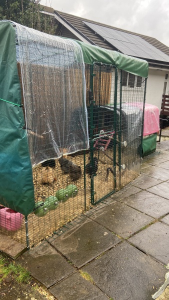 Does anyone keep chickens?