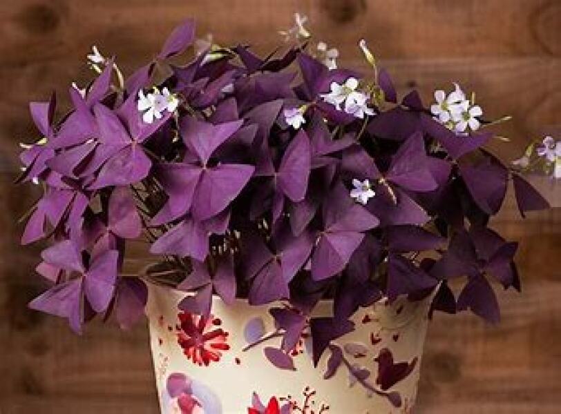Plants/ ideas to pep up WC