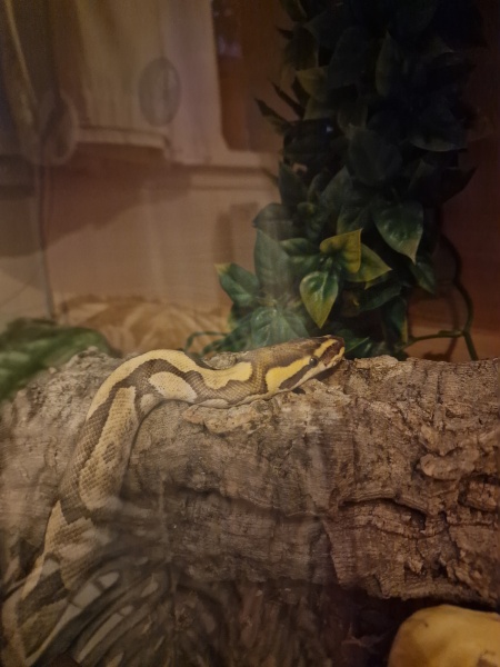 What's your pet doing right now?