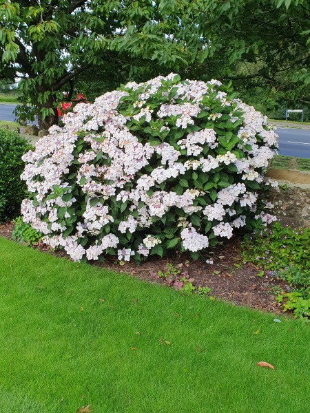 Hibiscus and hydrangae didn't flower this year